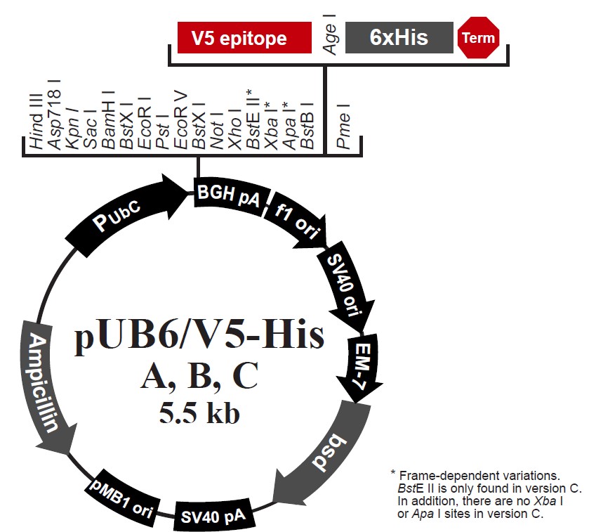 pUB6/V5-His A