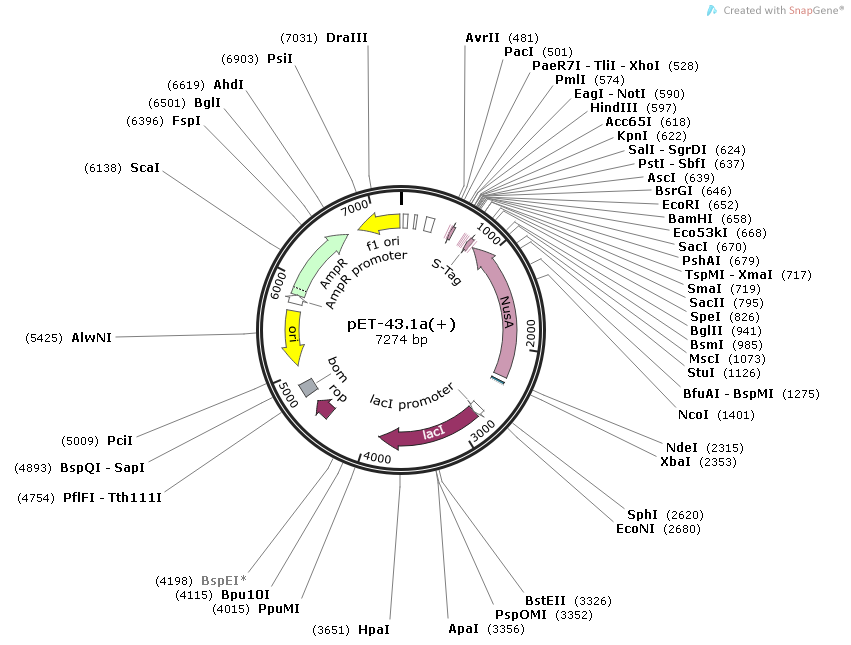 pET-43.1a(+)