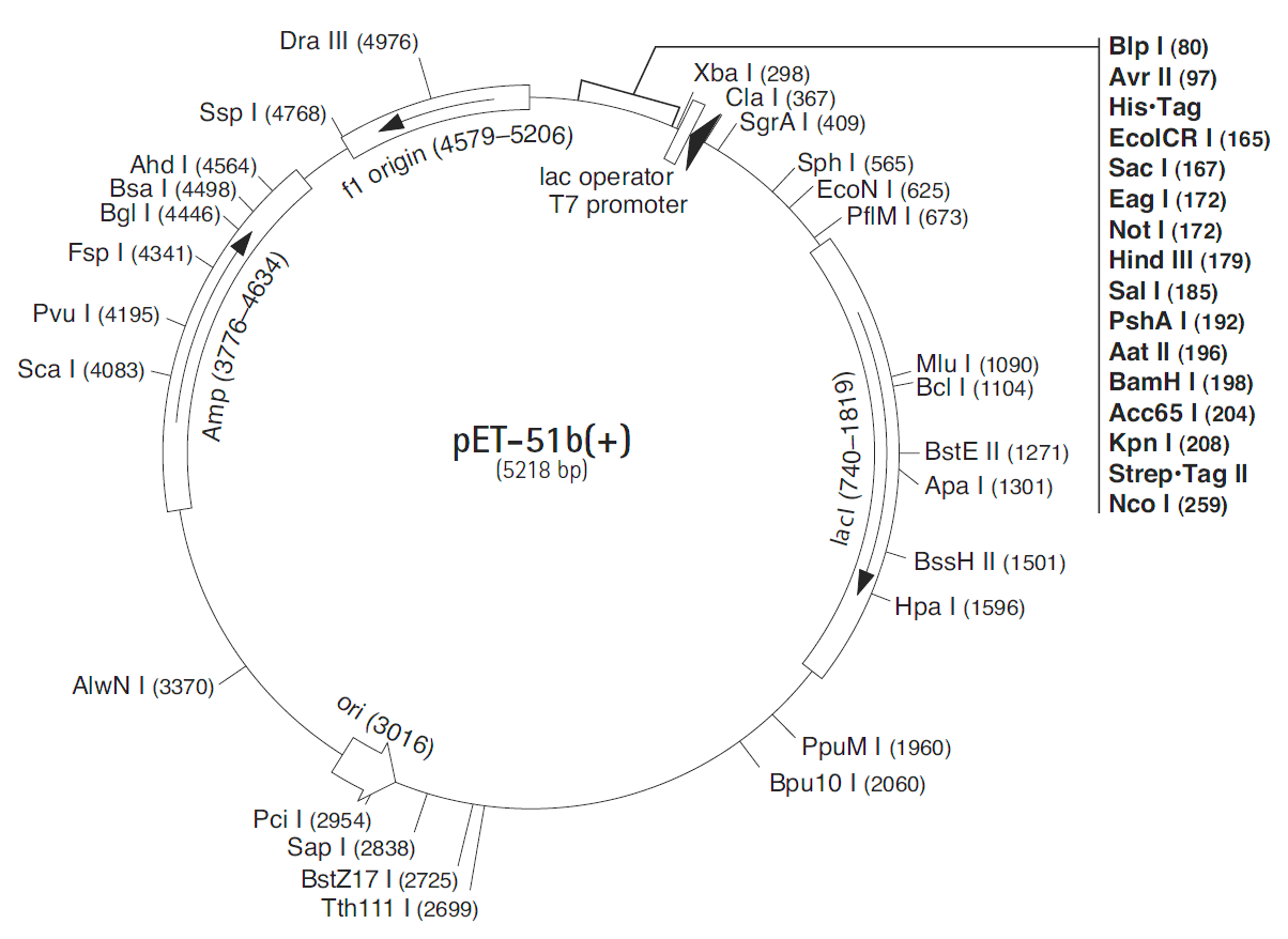 pET-51b(+)