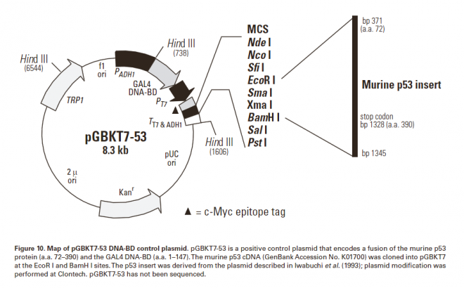 pGBKT7-p53