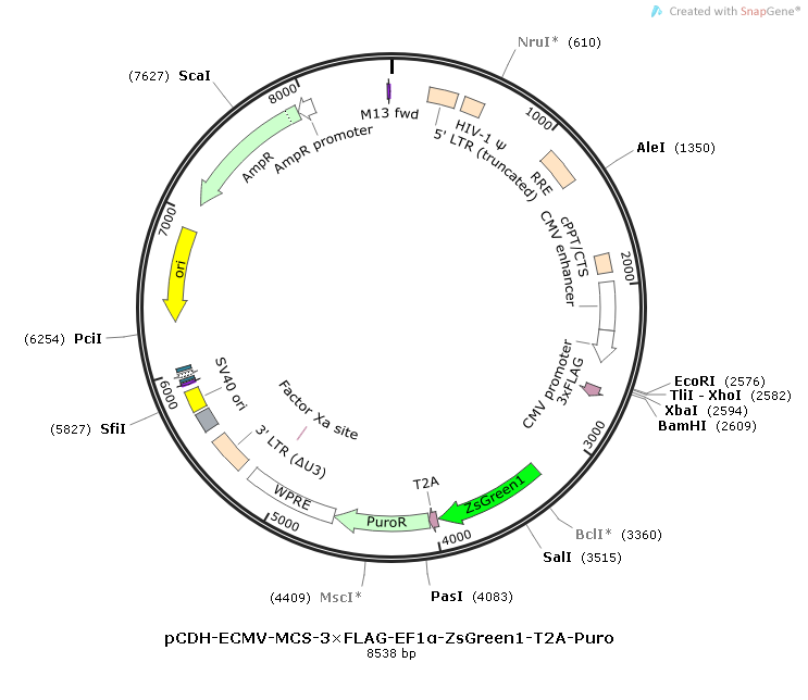 pCDH-ECMV-MCS-3×FLAG-EF1α-ZsGreen1-T2A-Puro 