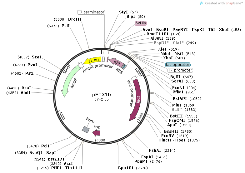 pET-31b