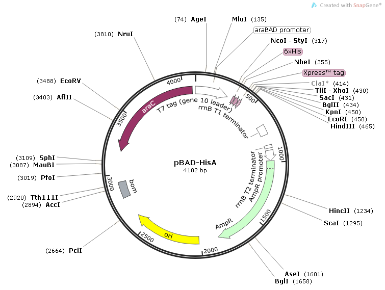 pBAD-HisA