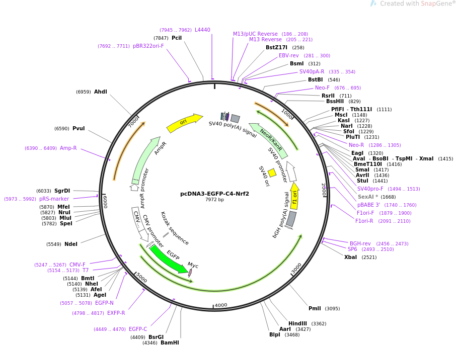 pcDNA3-EGFP-C4-Nrf2