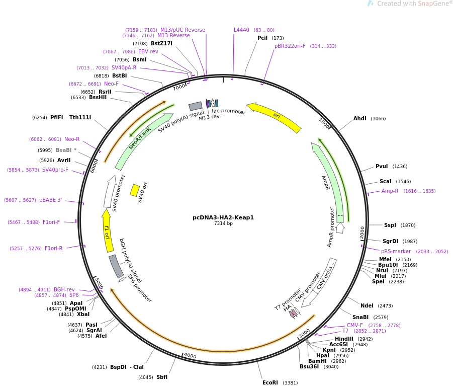 pcDNA3-HA2-Keap1