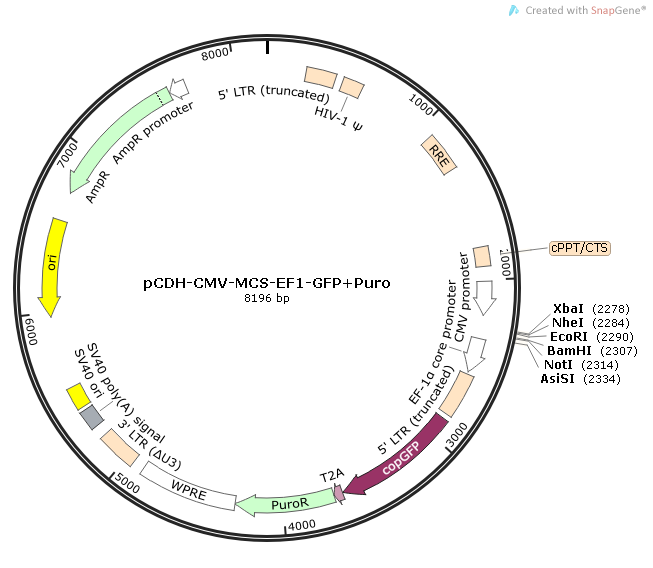 【热销】pCDH-CMV-MCS-EF1-GFP+Puro