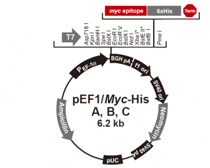 pEF1/myc-His B
