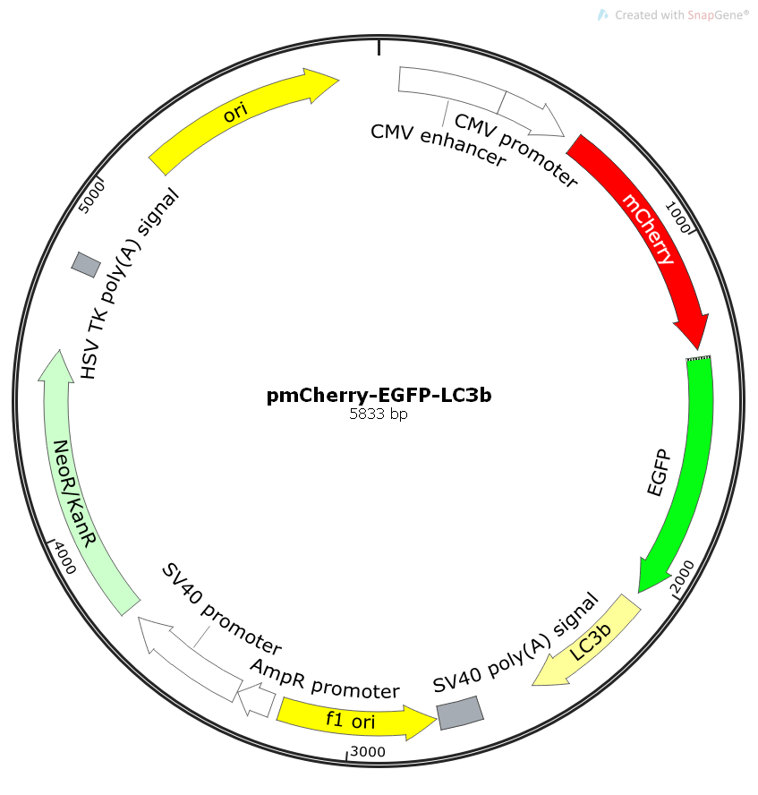 Pmcherry-EGFP-LC3b-h