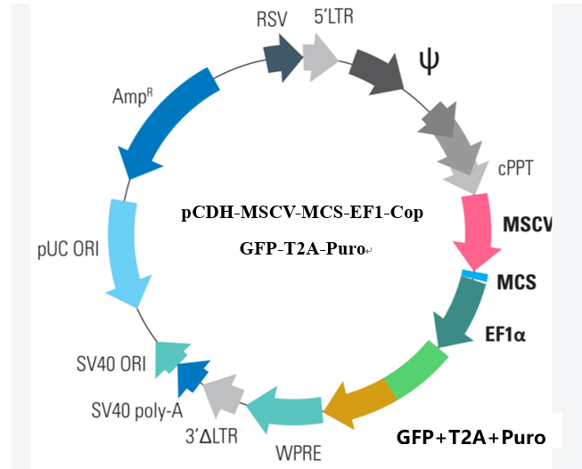 pCDH-MSCV-MCS-EF1-CopGFP-T2A-Puro