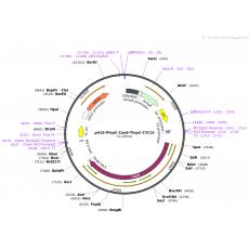 p415-PtrpC-Cas9-TtrpC-CYC1t