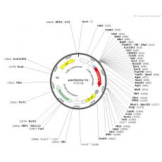 pmCherry-N1