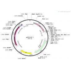 pGEX-6P-1