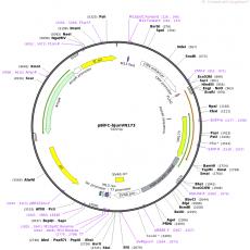 pBiFC-bJunVN173