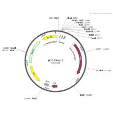 pET-24a(+)