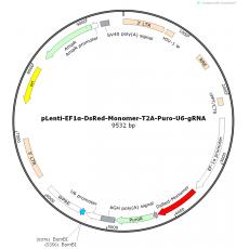 pLenti-EF1α-DsRed-Monomer-T2A-Puro-U6-gRNA