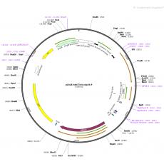 pCXLE-hOCT3-4-shp53-F