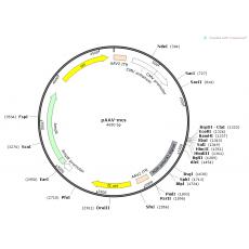 pAAV-mcs