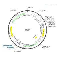 pcDNA3