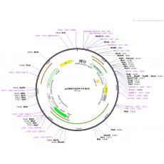 pcDNA3-EGFP-C4-Nrf2