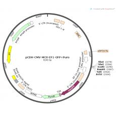 【热销】pCDH-CMV-MCS-EF1-GFP+Puro