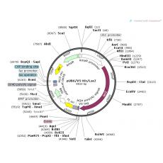pUB6/V5-His lacZ