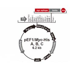 pEF1/myc-His B