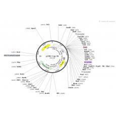 pCMV-Tag 2B