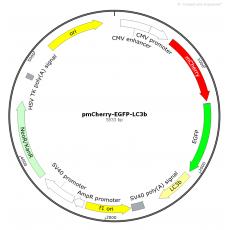 Pmcherry-EGFP-LC3b-h