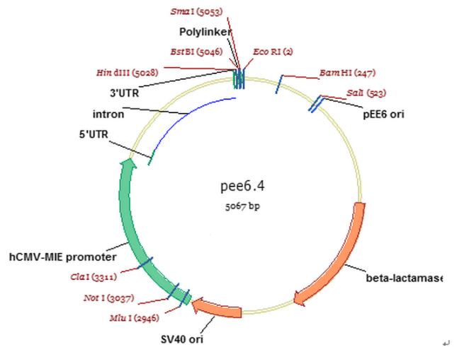 pEE6.4