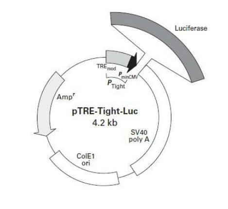 pTRE-Tight-Luc