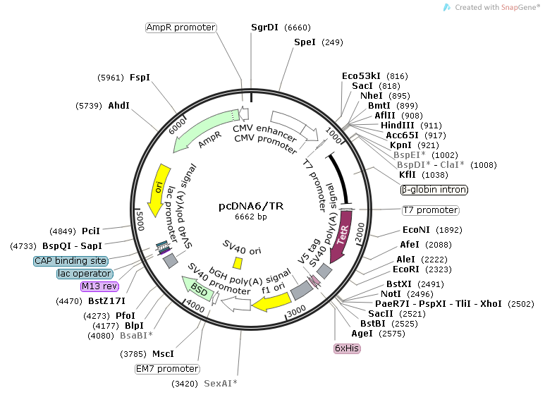 pcDNA6/TR