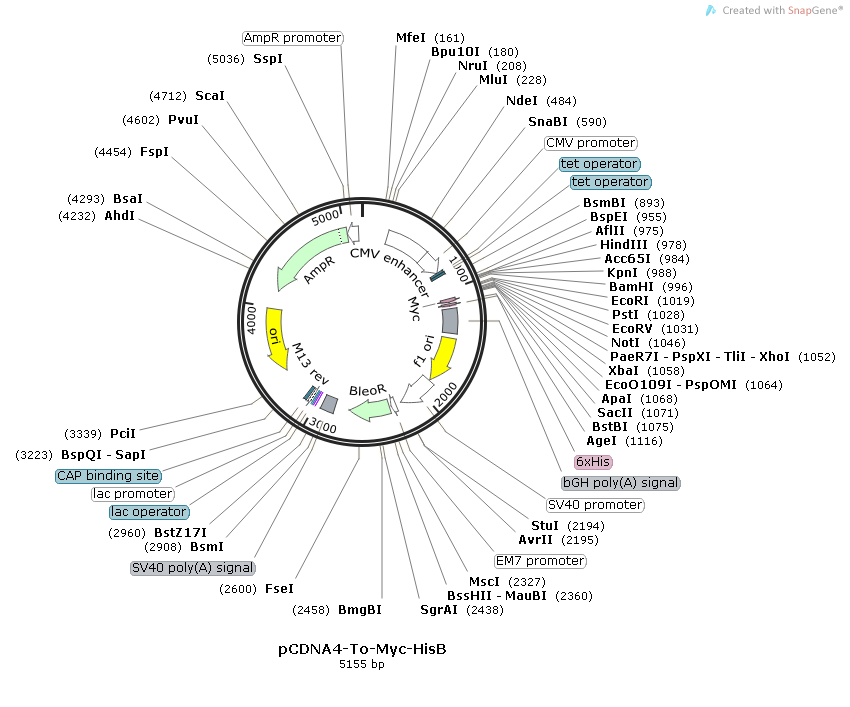 pCDNA4-To-Myc-HisB