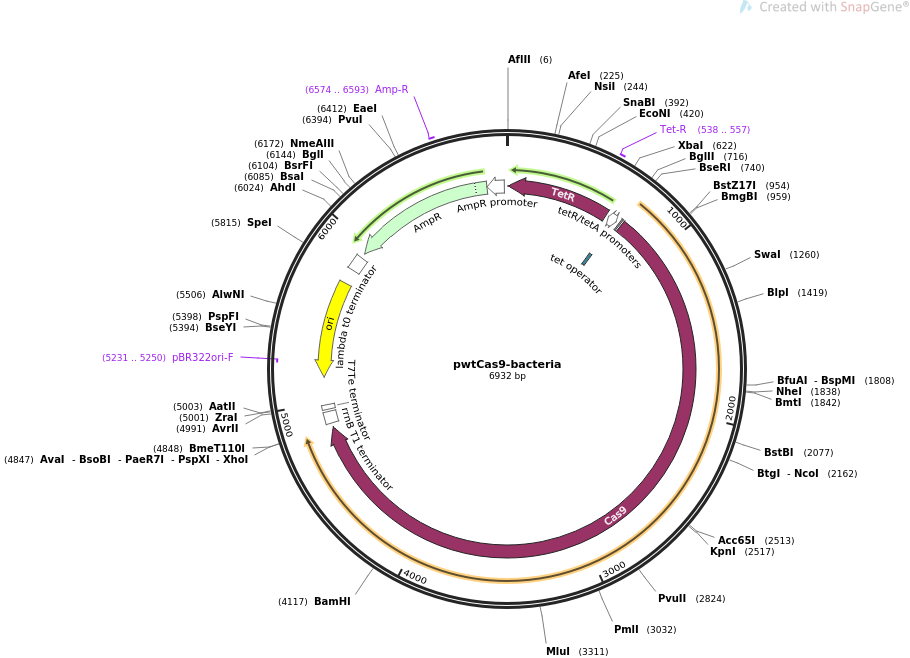 pwtCas9-bacteria