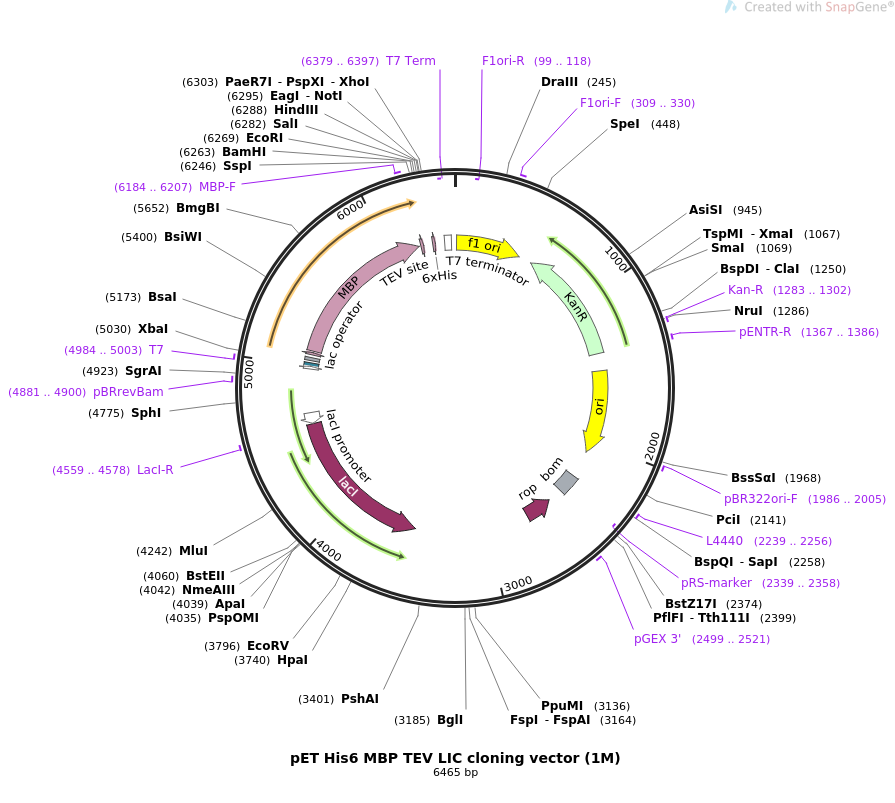 pET His6 MBP TEV LIC cloning vector(1M)