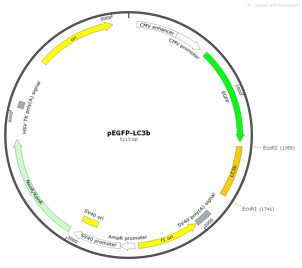 pEGFP-LC3b