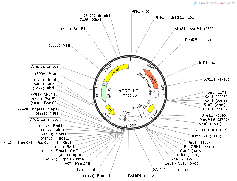 pESC-LEU