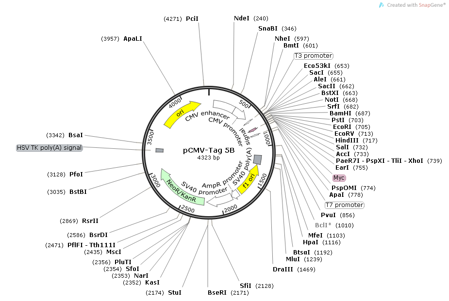 pCMV-Tag 5B