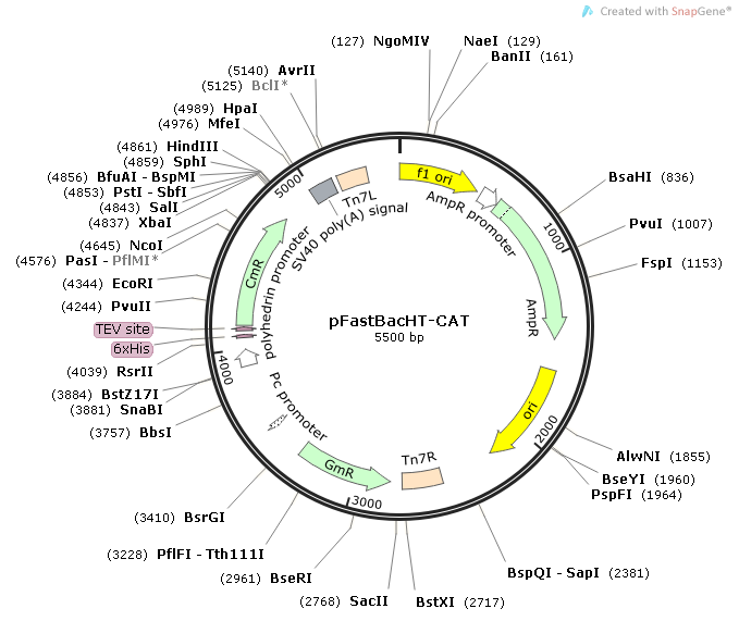 pFastBacHT-CAT