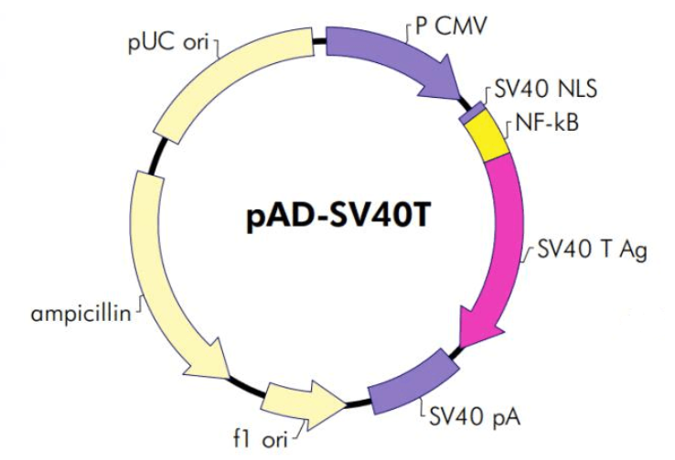 pAD-SV40T