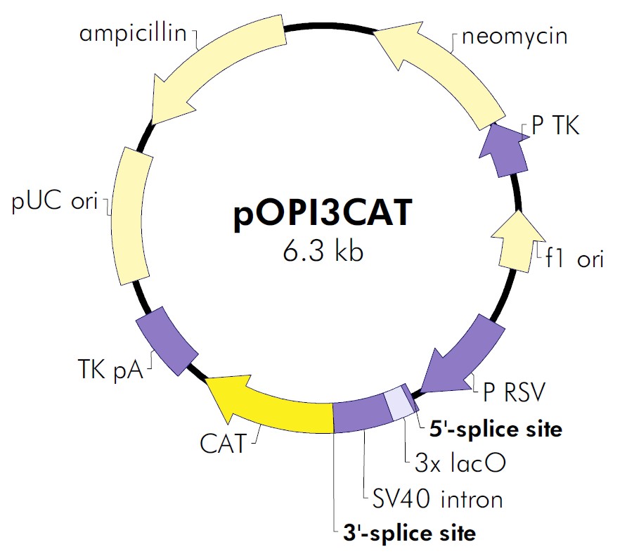 pOPI3CAT