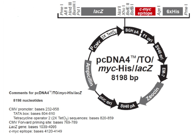 pcDNA4/TO/Myc-His/LacZ