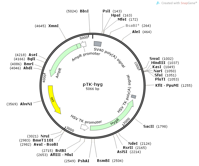 pTK-hyg