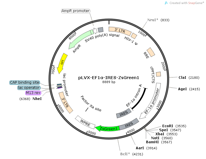 pLVX-EF1α-IRES-ZsGreen1