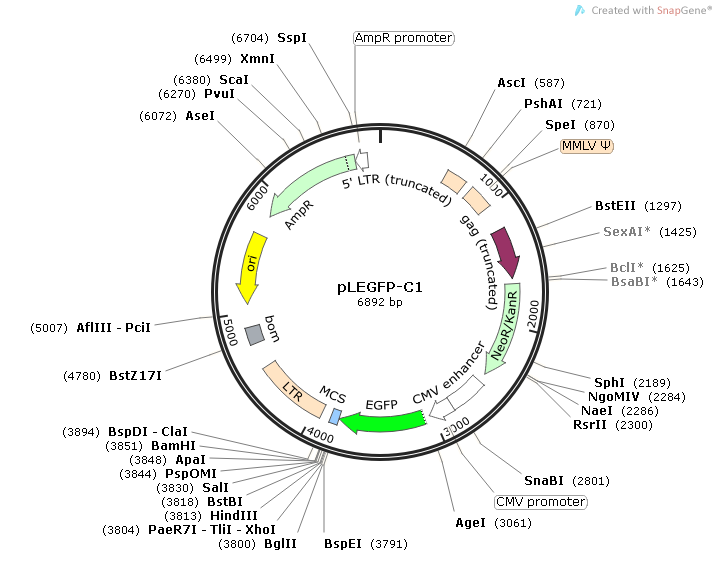 pLEGFP-C1