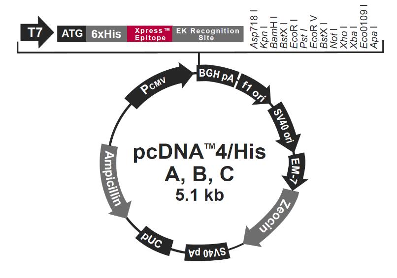 pCDNA4/V5-His B