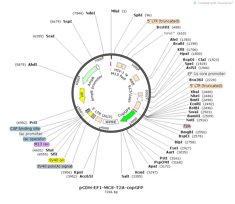 pCDH-EF1-MCS-T2A-copGFP