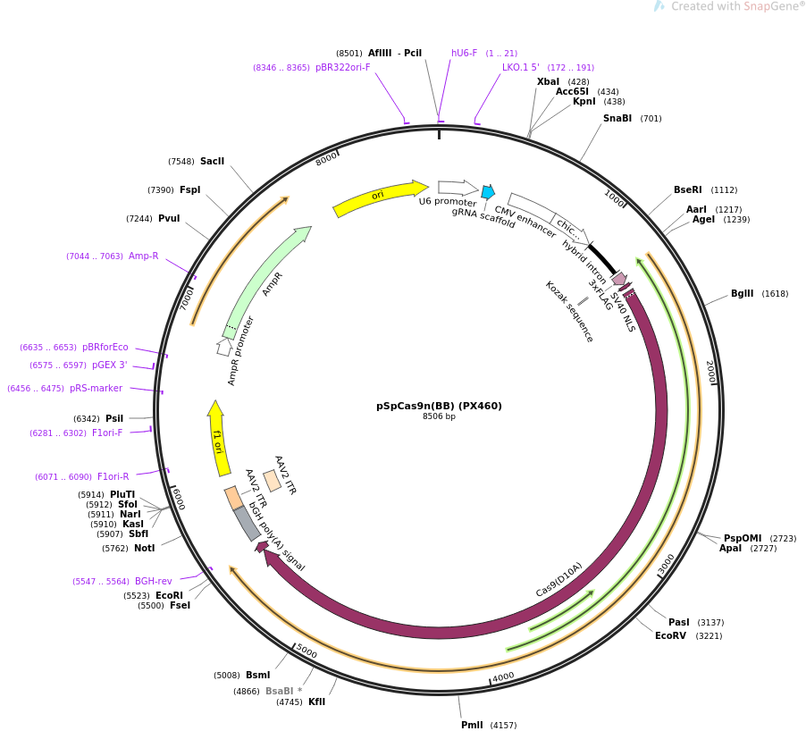 pSpCas9n(BB) (PX460)