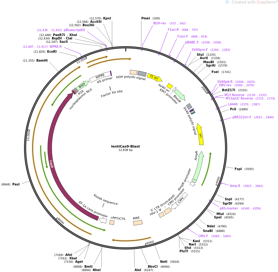 Lenti Cas9-Blast