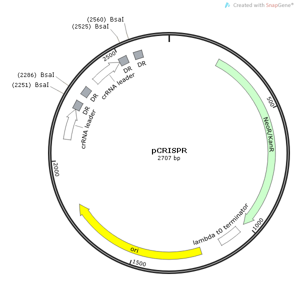 pCRISPR