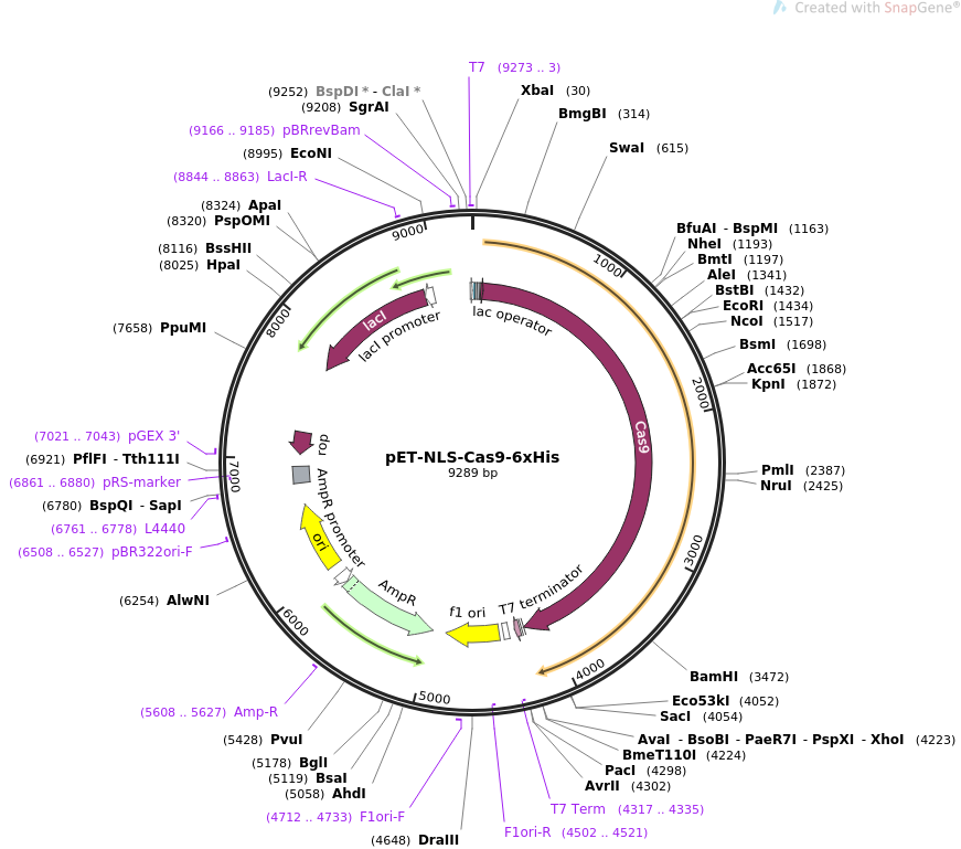 pET-NLS-Cas9-6xHis